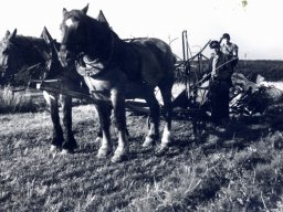 arbeitspferde mahbinder